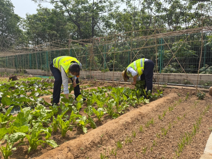 5.13秦北站收费四班小菜园收获
